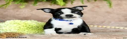 Boston Terrier dogs for sale: Dasher - Ad 1