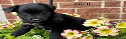 Mixed Breed dogs for sale: Paisley  - Ad 1
