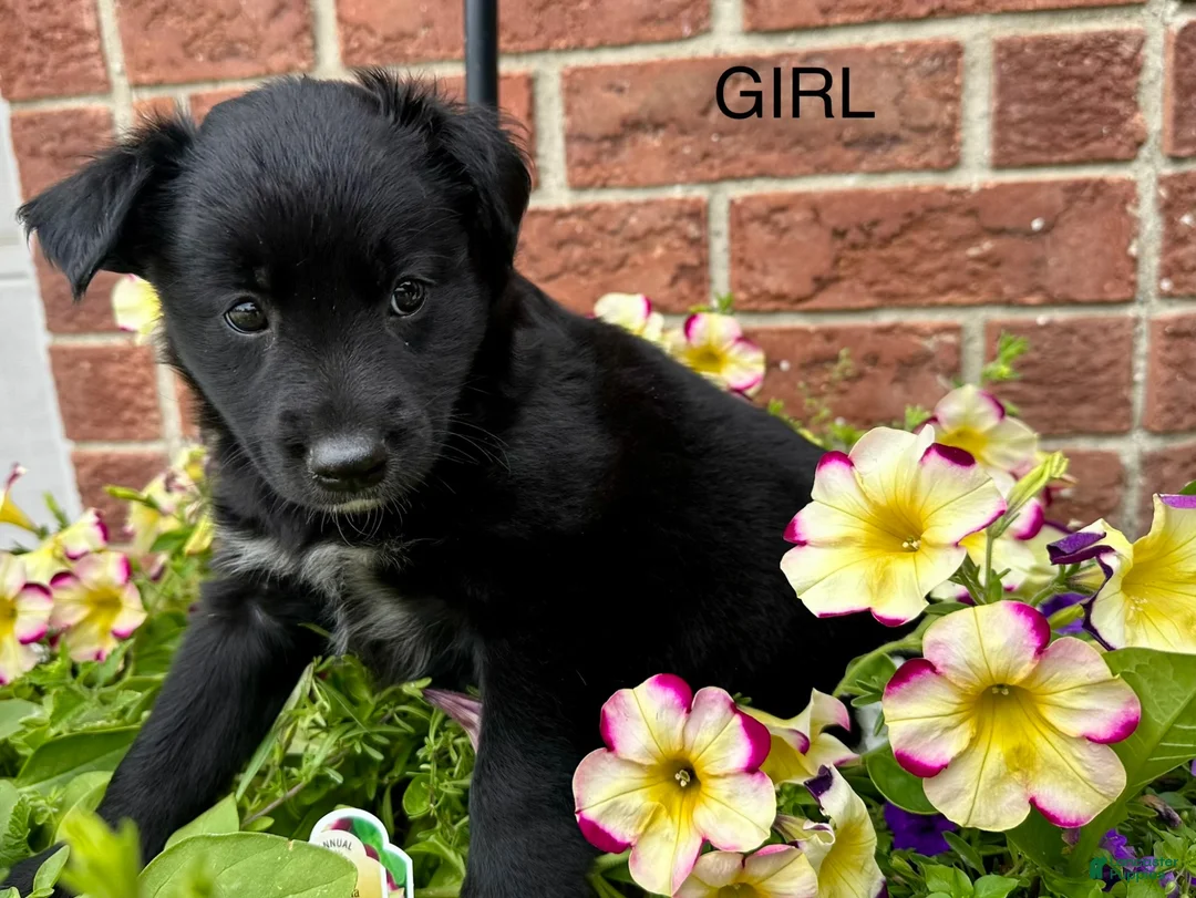 Mixed Breed dogs for sale: Paisley  - Ad 1