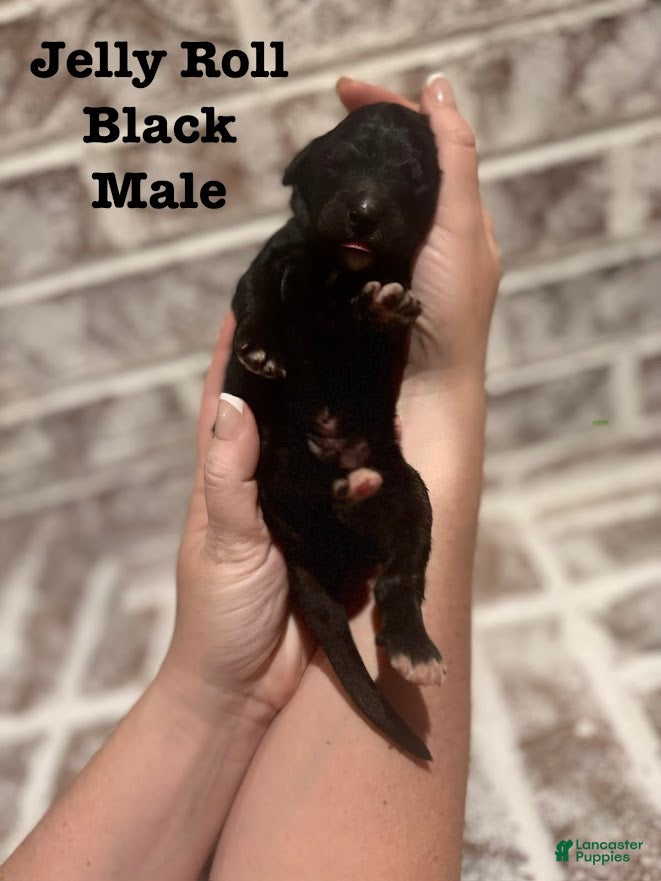 Bernedoodle dogs Jelly Roll - Ad 5