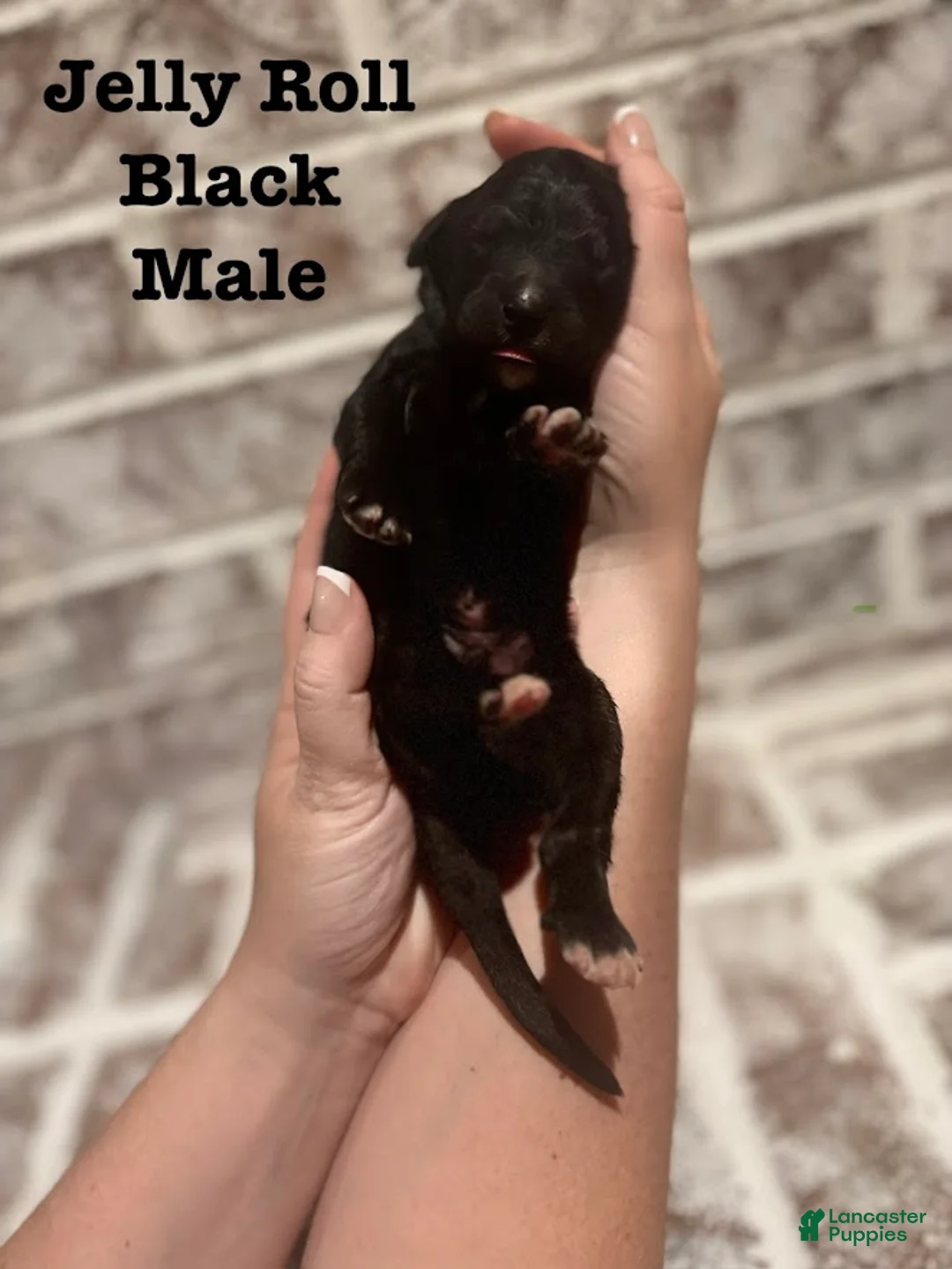 Bernedoodle dogs for sale: Jelly Roll - Ad 1