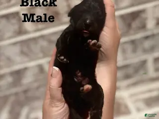 Bernedoodle dogs Jelly Roll - Ad 5