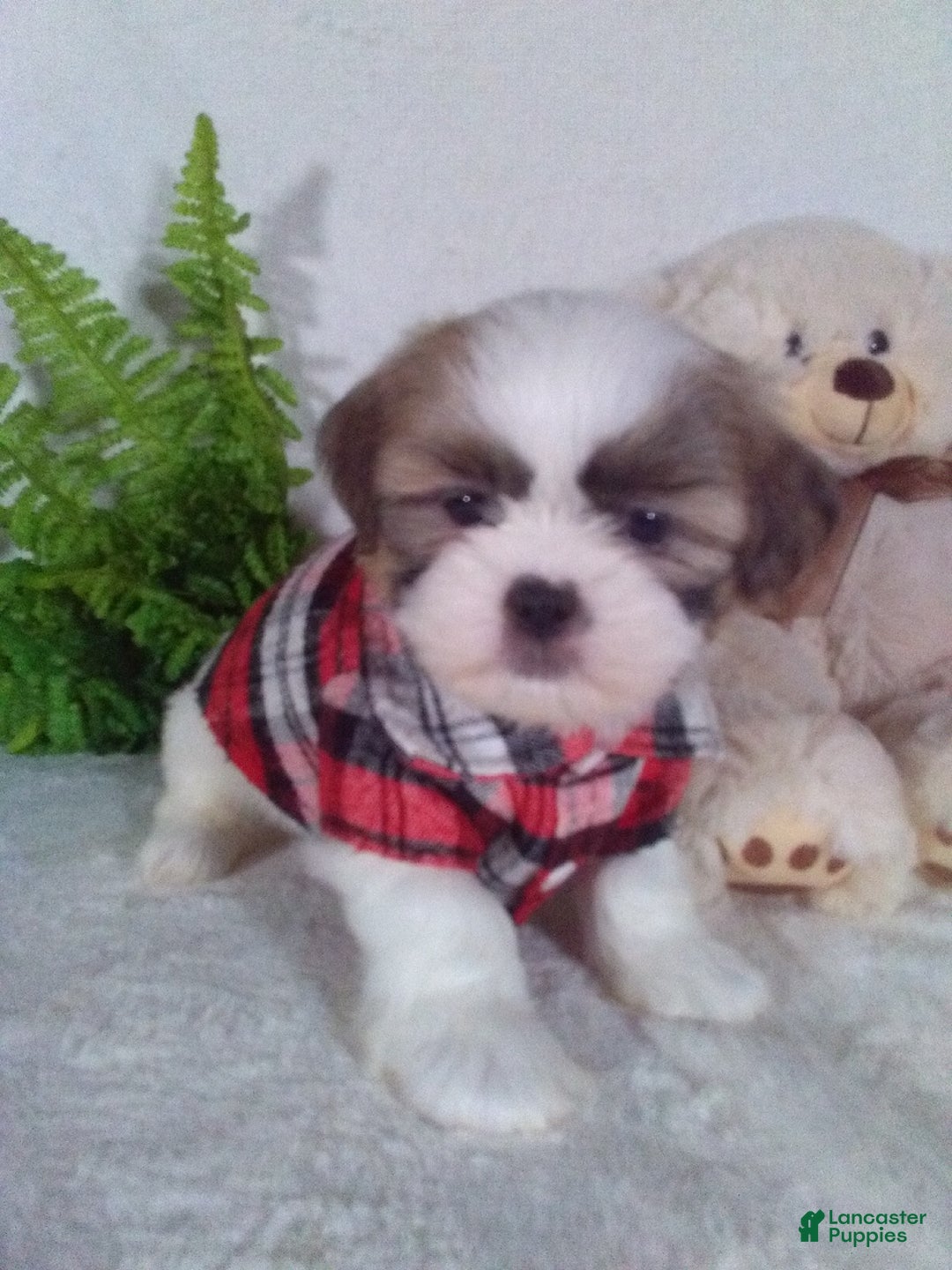 Shih Tzu dogs for sale: Chewy - Ad 1