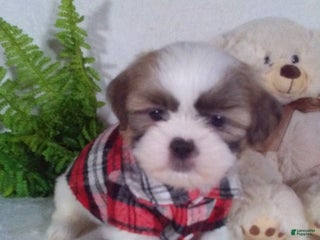Shih Tzu dogs Chewy - Ad 9