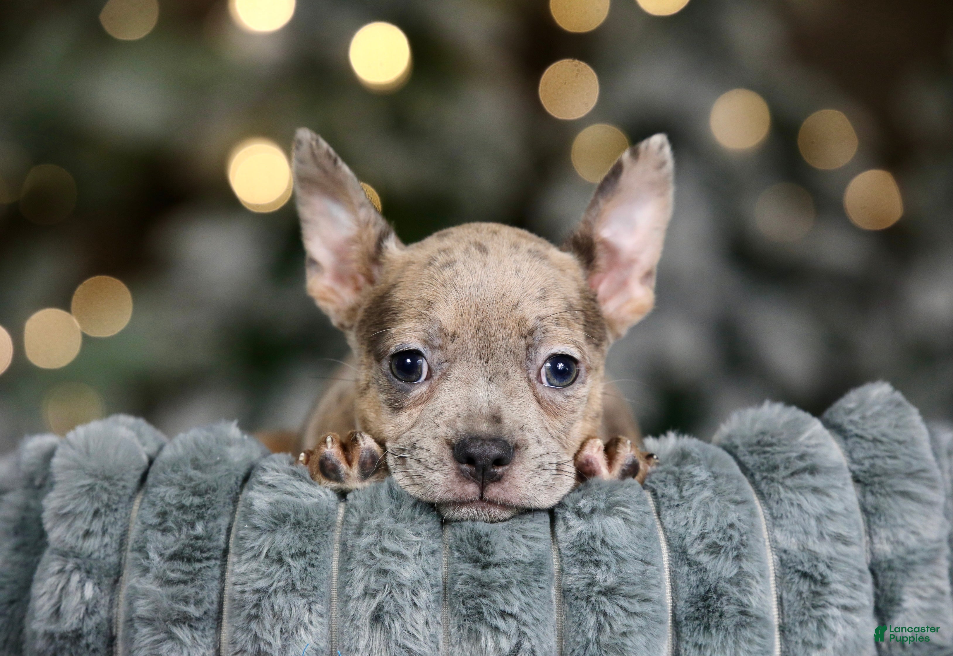 Frenchton dogs Porkchop - Ad 39