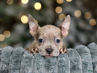 Frenchton dogs Porkchop - Ad 4