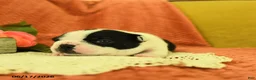 Boston Terrier dogs for sale: Viola - Ad 4