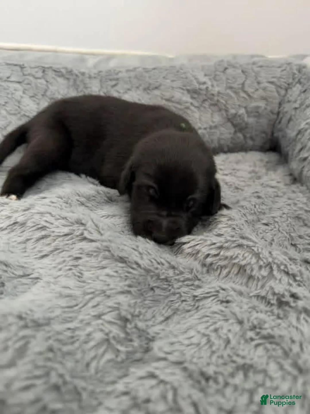 Mixed Breed dogs for sale: Green - Ad 2