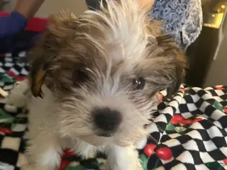 Shorkie dogs Shorkie Puppy 1 - Ad 16