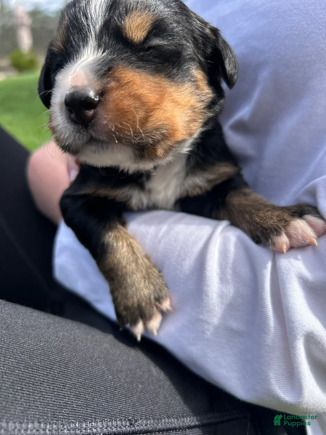 Bernese Mountain Dog dogs for sale: Bernese Mountain Dog Puppy 13 - Ad 2