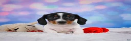 Miniature Dachshund dogs for sale: Coby - Ad 11