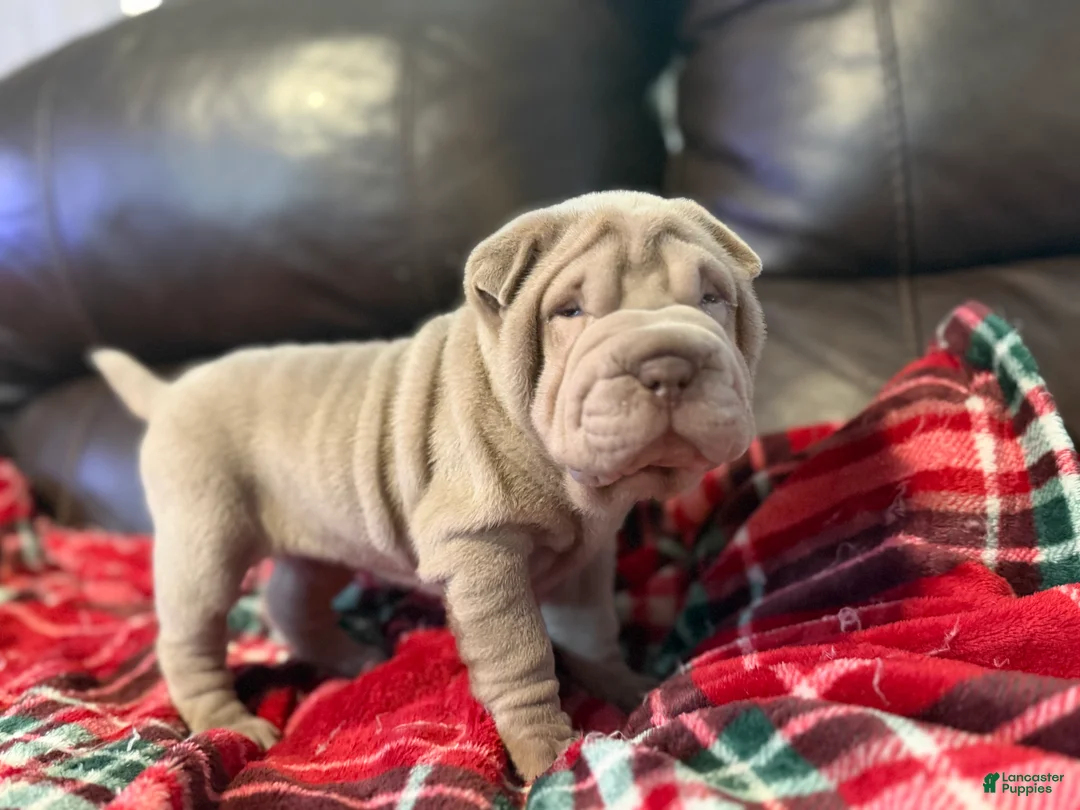 Shar Pei dogs for sale: Diana - Ad 1