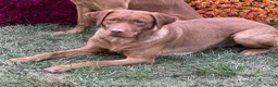 Labrador Retriever dogs for sale: #1 Female aka first born pup  - Ad 10