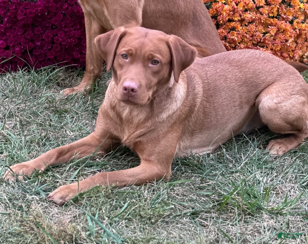Labrador Retriever dogs for sale: #1 Female aka first born pup  - Ad 10