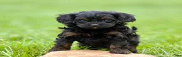 Cavapoo dogs for sale: Wren - Ad 2