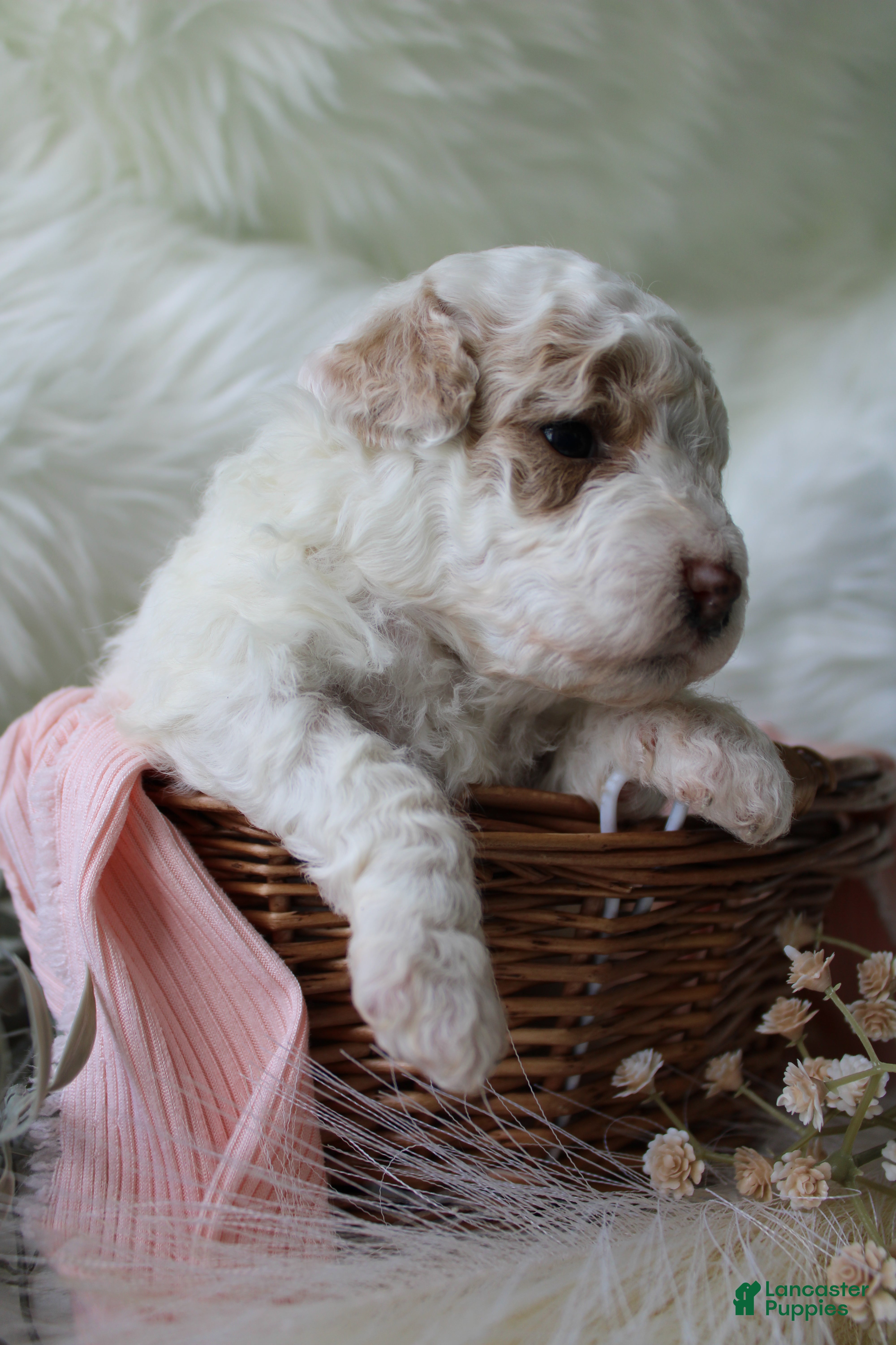 Bichpoo dogs Sage - Ad 2