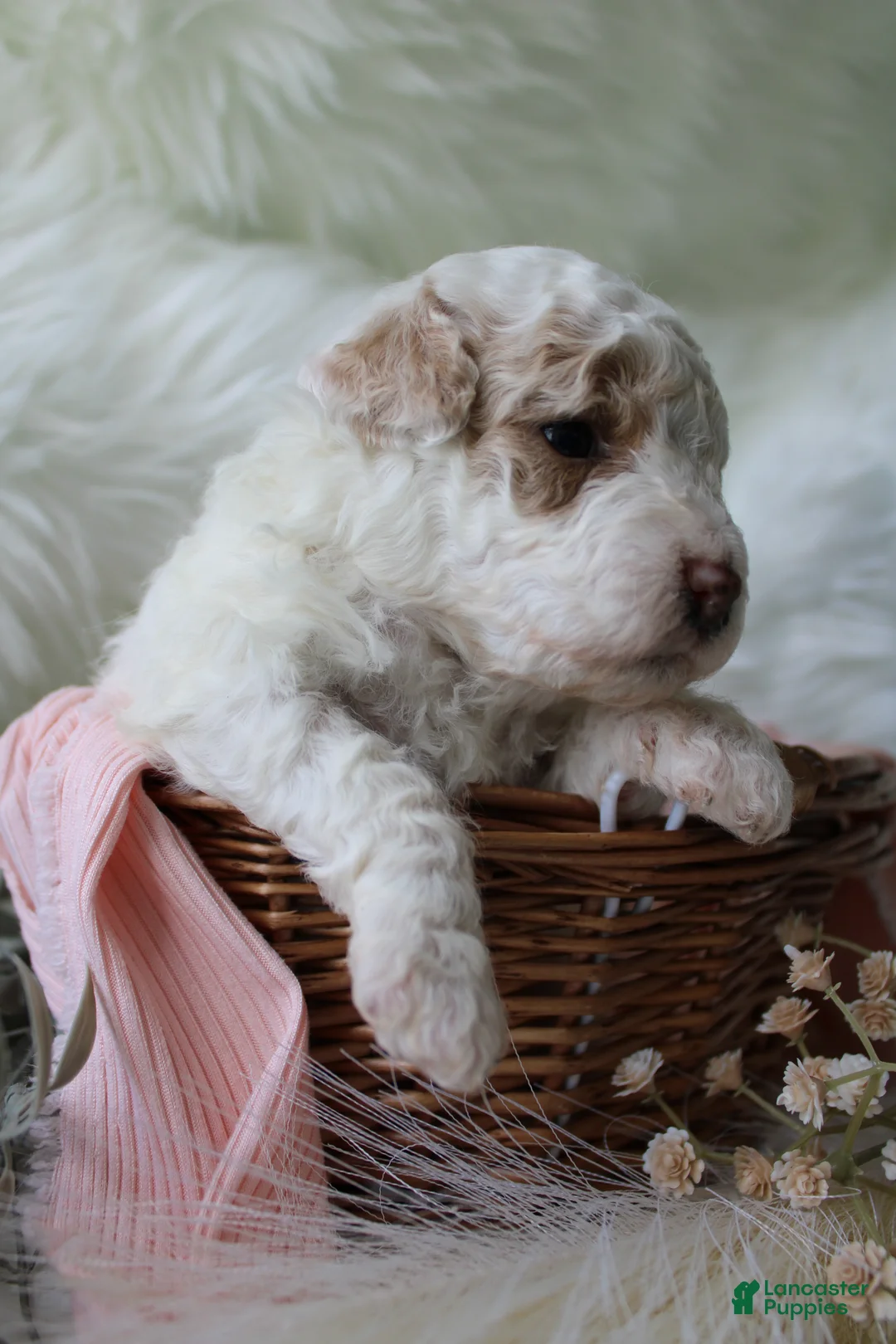 Bichpoo dogs for sale: Sage - Ad 2