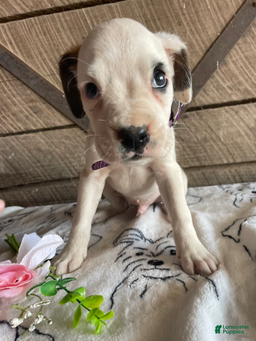 Boxer dogs for sale: Frazier - Ad 1