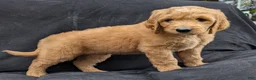Goldendoodle dogs for sale: Rusty - Ad 4