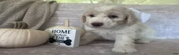 Goldendoodle dogs for sale: Ivory 🤍 - Ad 11
