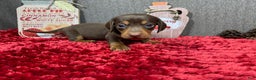 Miniature Dachshund dogs for sale: Miniature Dachshund Puppy 1 - Ad 3