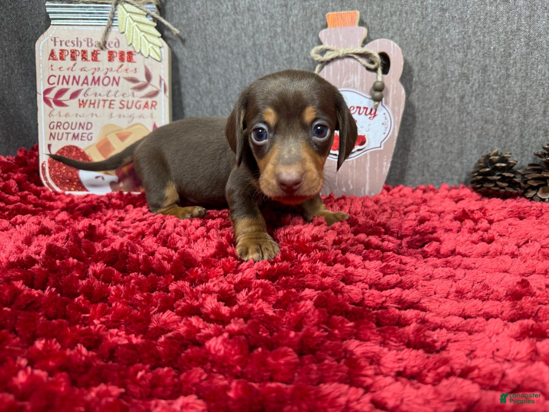 Miniature Dachshund dogs for sale: Miniature Dachshund Puppy 1 - Ad 3