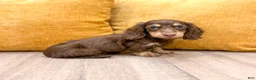 Miniature Dachshund dogs for sale: Teddy - Ad 3