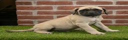 English Mastiff dogs for sale: Alex - Ad 1