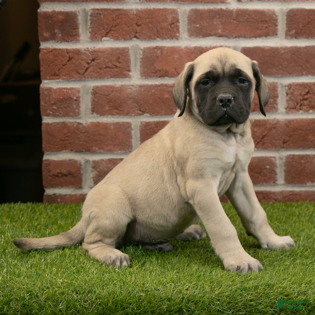 English Mastiff dogs for sale: Alex - Ad 1
