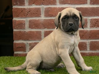 English Mastiff dogs Alex - Ad 28