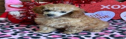 Toy Poodle dogs for sale: Gloria - Ad 3