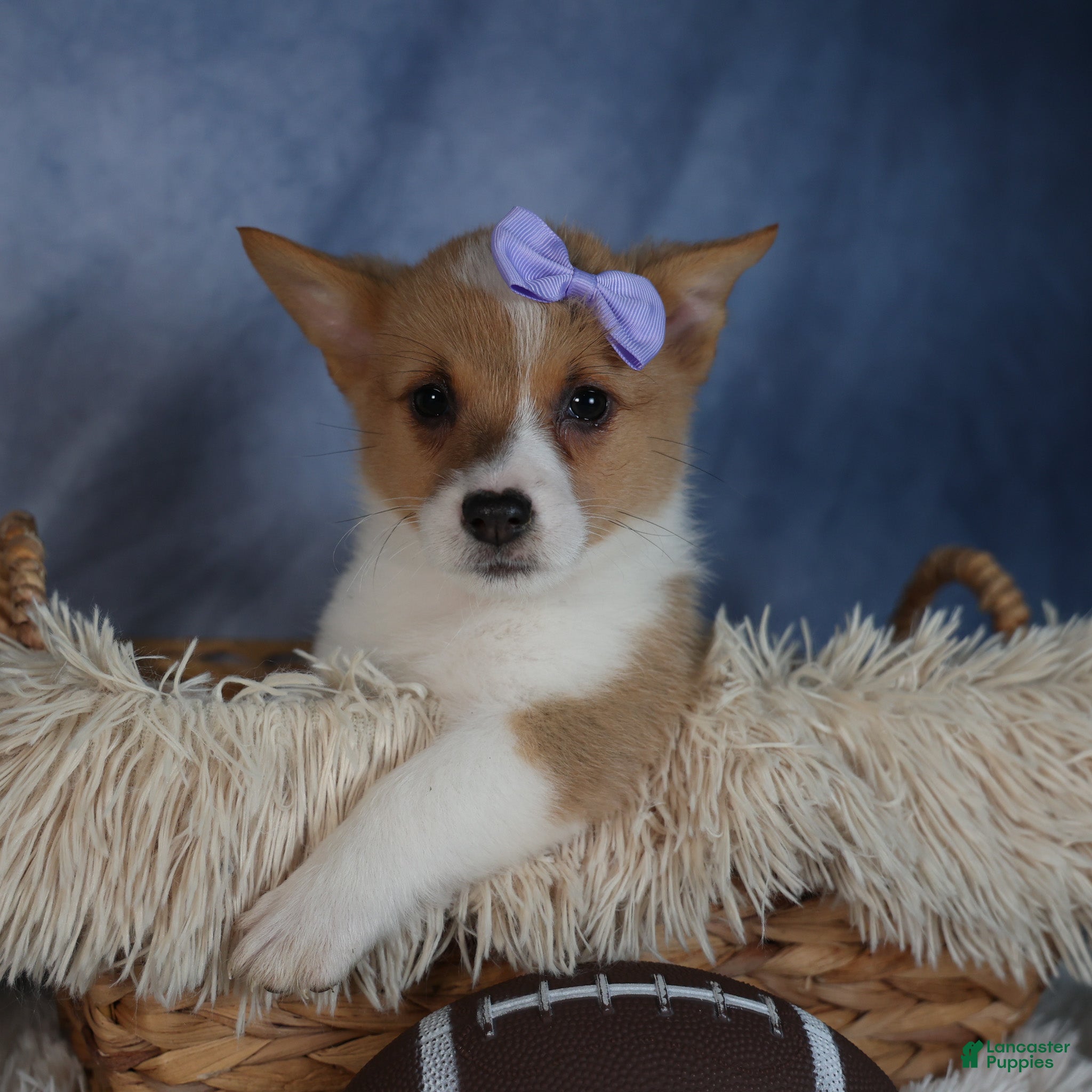 Welsh Corgi Pembroke dogs Dora - Ad 28