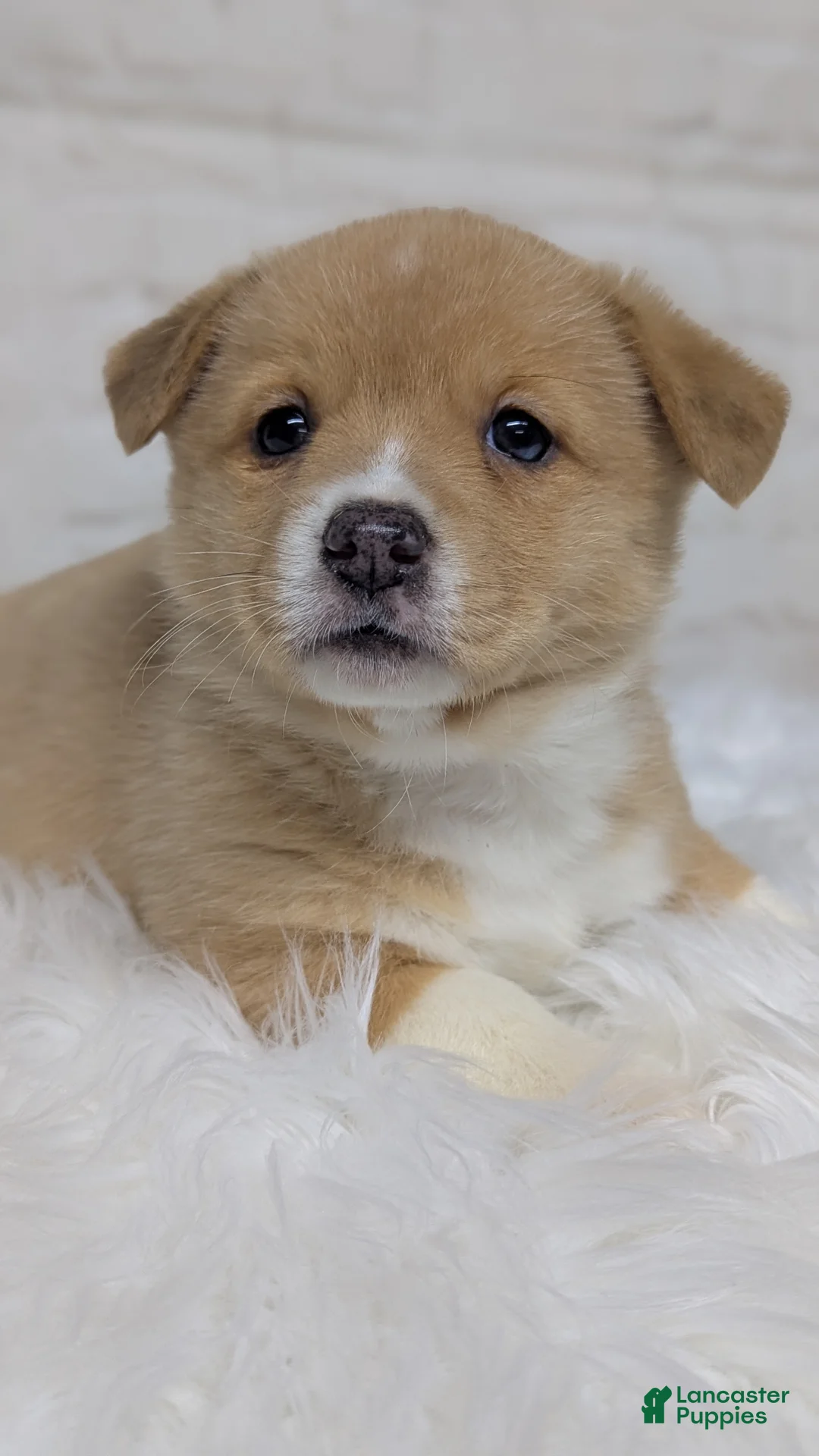 Welsh Corgi Pembroke dogs for sale: Gracie  - Ad 3