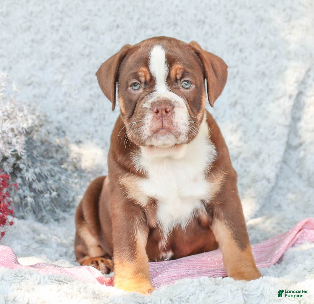 Gallery Image {{count}}