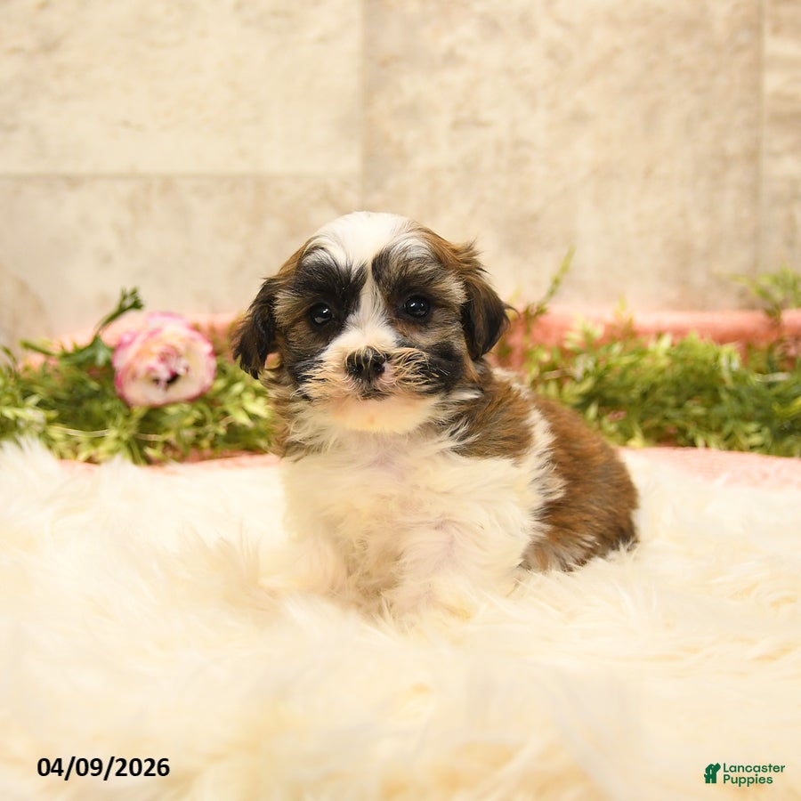 Teddy Bear dogs Tommy - Ad 2