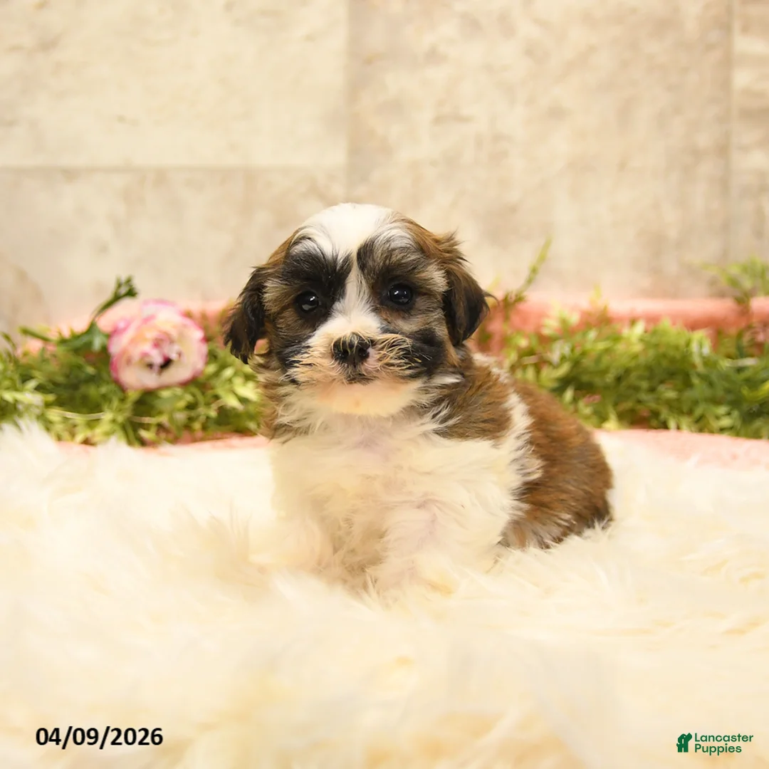 Teddy Bear dogs for sale: Tommy - Ad 2