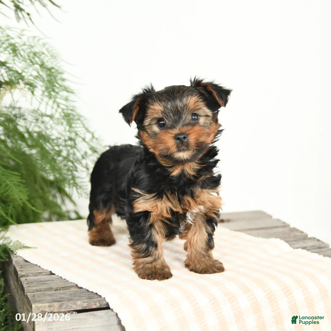 Yorkshire Terrier dogs for sale: Mason - Ad 2