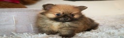 Pomeranian dogs for sale: Bennet - Ad 8