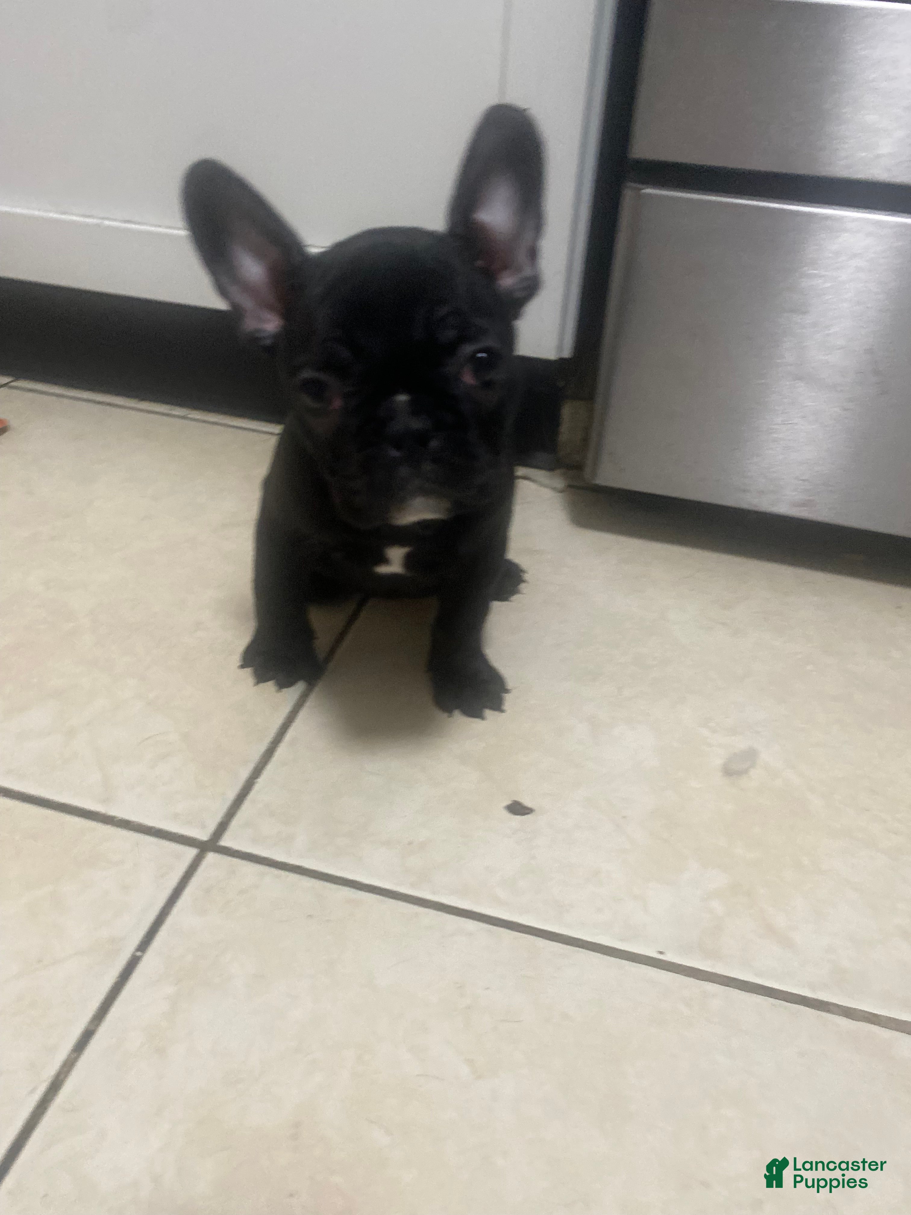 Frenchton dogs for sale: Midnight  - Ad 2