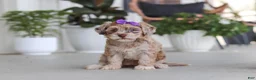 Havapoo dogs for sale: Chloe - Ad 2