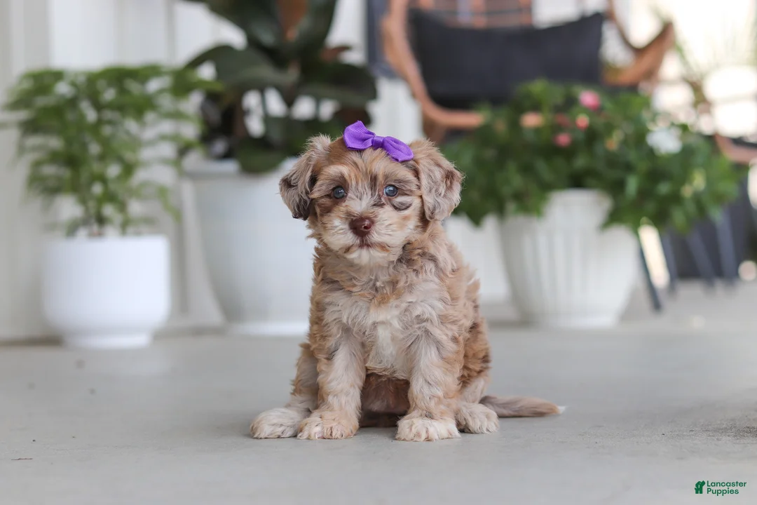 Havapoo dogs for sale: Chloe - Ad 2