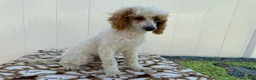 Standard Poodle dogs for sale: Loki - Ad 3