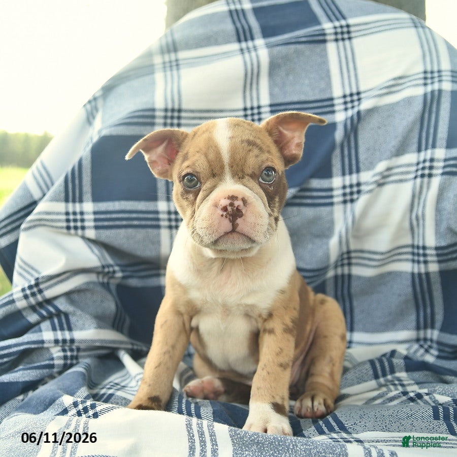 Boston Terrier dogs Fawn  - Ad 1