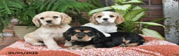 Cocker Spaniel dogs for sale: Dolly - Ad 3