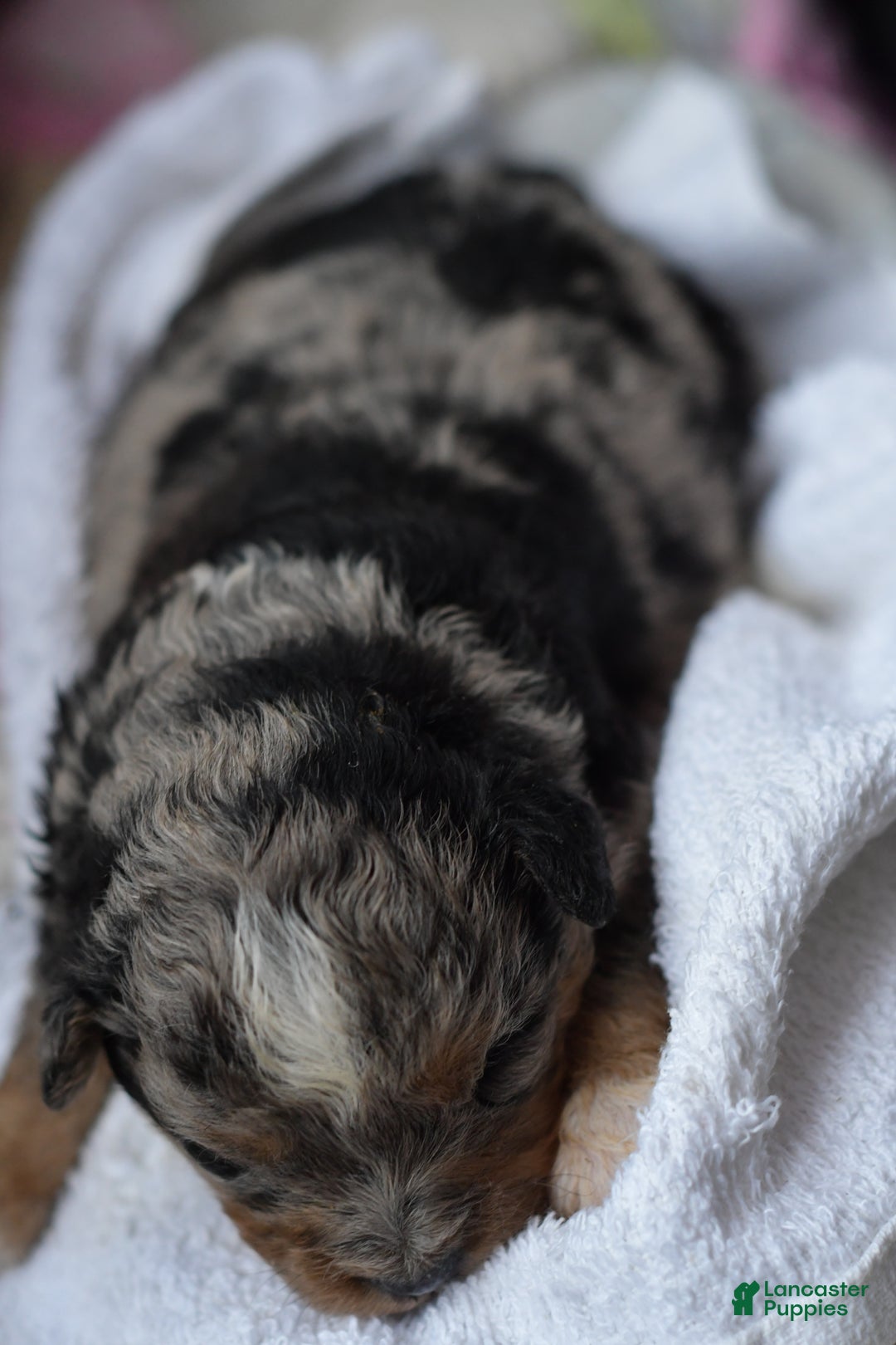 Mini Aussiedoodle dogs for sale: Cash - Ad 61