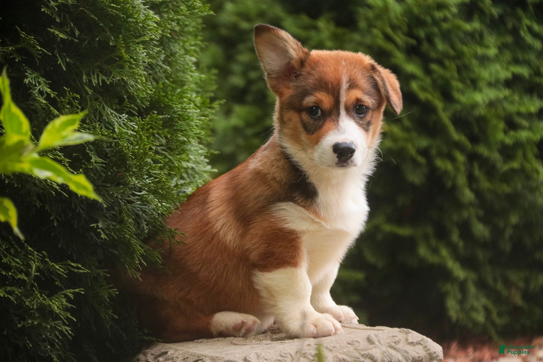 Welsh Corgi Pembroke dogs Apple Jacks Welsh Corgi Pembroke  - Ad 1