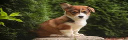 Welsh Corgi Pembroke dogs for sale: Apple Jacks Welsh Corgi Pembroke  - Ad 7