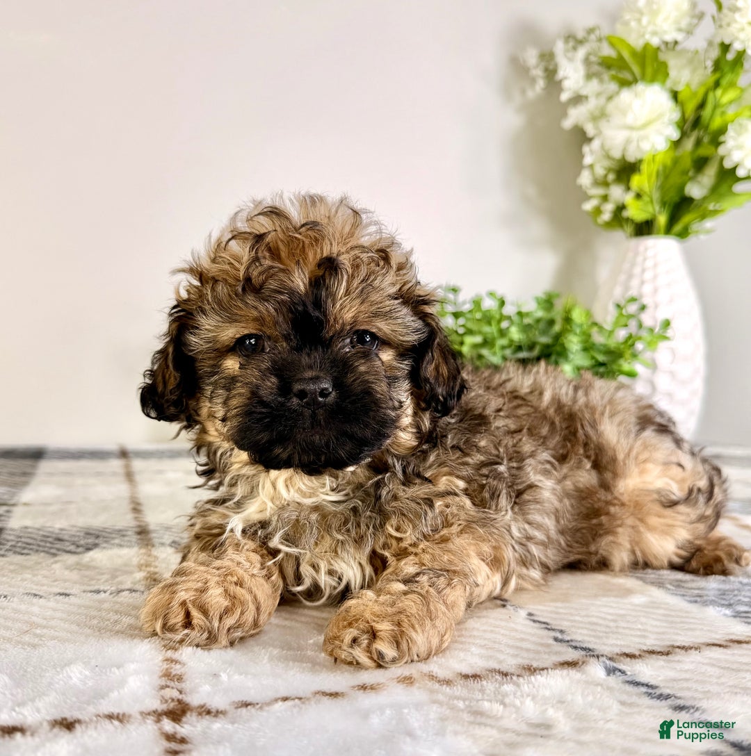 Malshi dogs for sale: Maggie - Ad 5