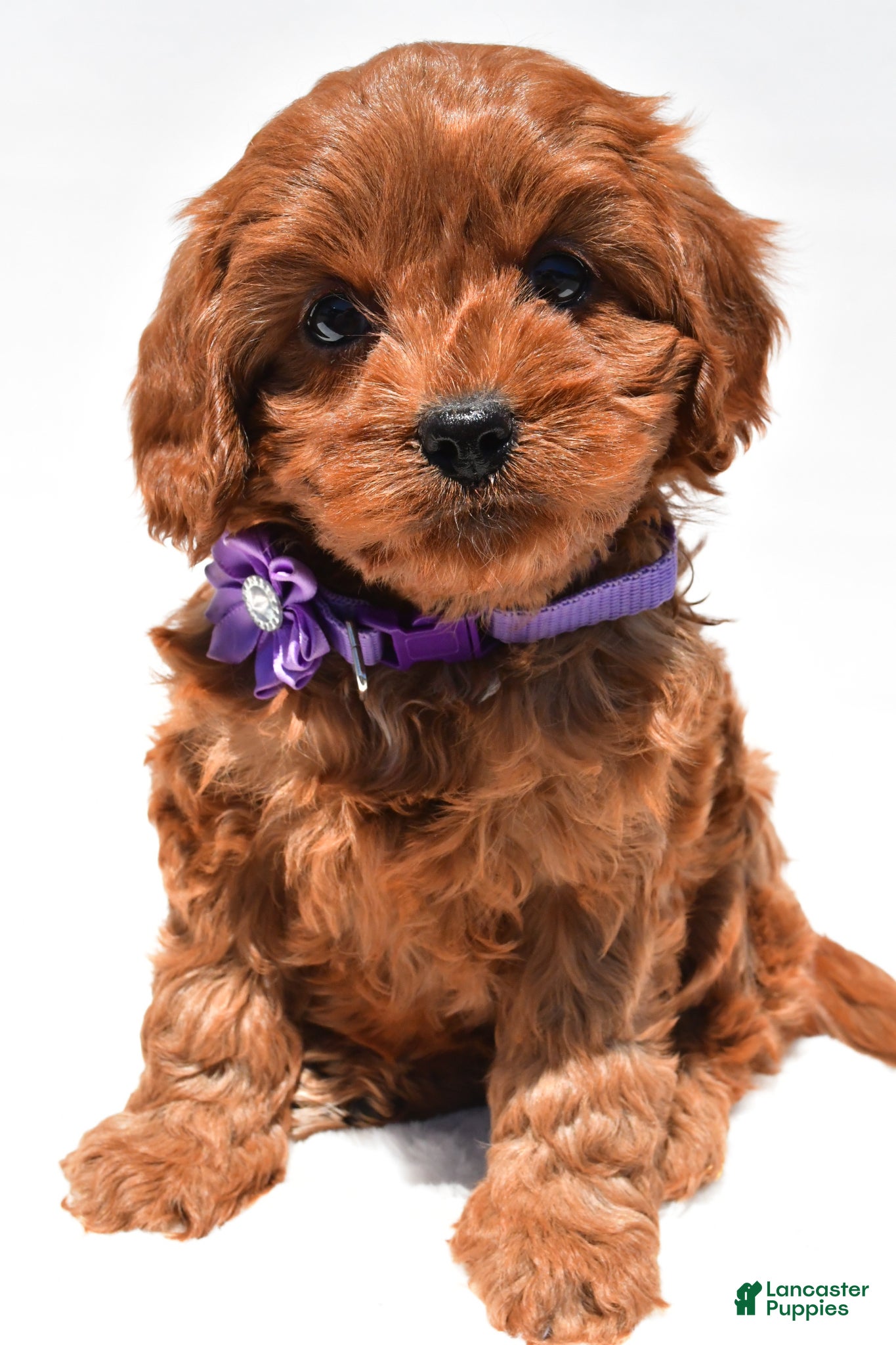 Cavapoo dogs Sally f1b - Ad 1