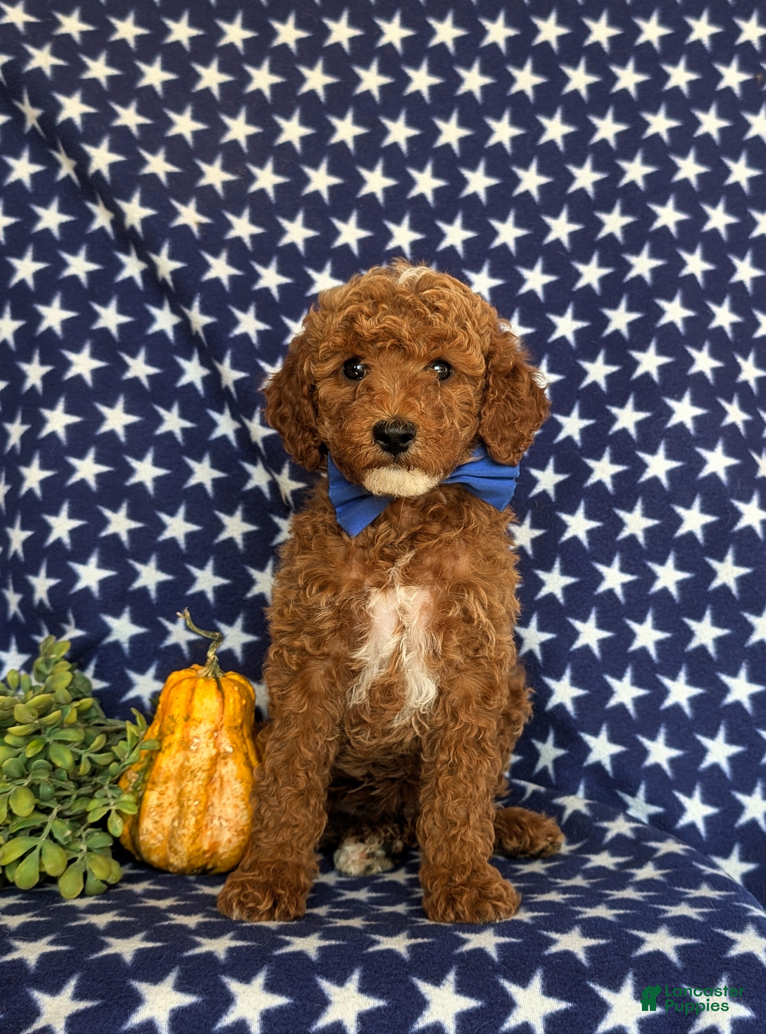 Cavapoo dogs for sale: Frazier Hypoallergenic - Ad 2